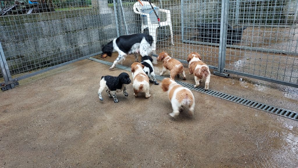 Chiots Disponibles
