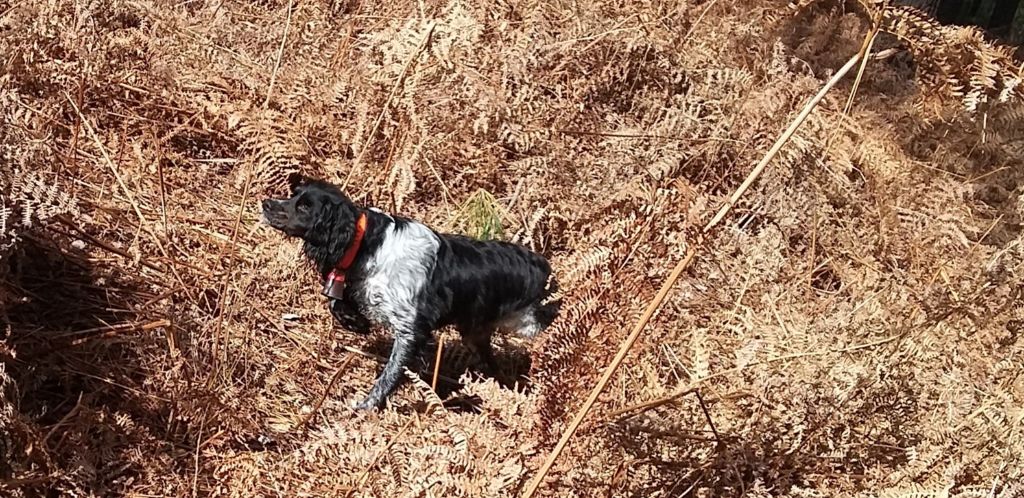 Chiens Adultes